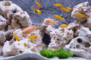 5 Ways to Know Your Fish Are Happy and Healthy