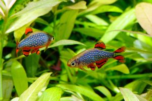 The Celestial Pearl Danio is a common freshwater fish.