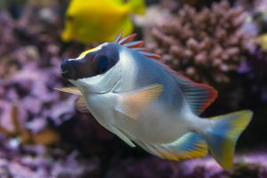 One factor that can help you decide between a freshwater aquarium or saltwater aquarium is how colorful the fish are. This powder blue tang saltwater fish is shown in a reef aquarium.