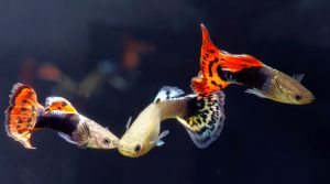 Guppies are popular for freshwater nano aquariums.