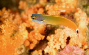 A tailspot blenny is ideal for a saltwater reef nano tank.