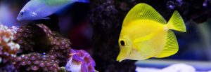 phoenix saltwater tank