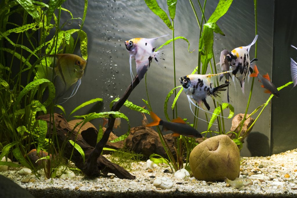 Aquarium Filtration 101 Let's Explore the Basic Types of Aquarium