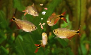 Flake foods are easy options for aquarium owners.