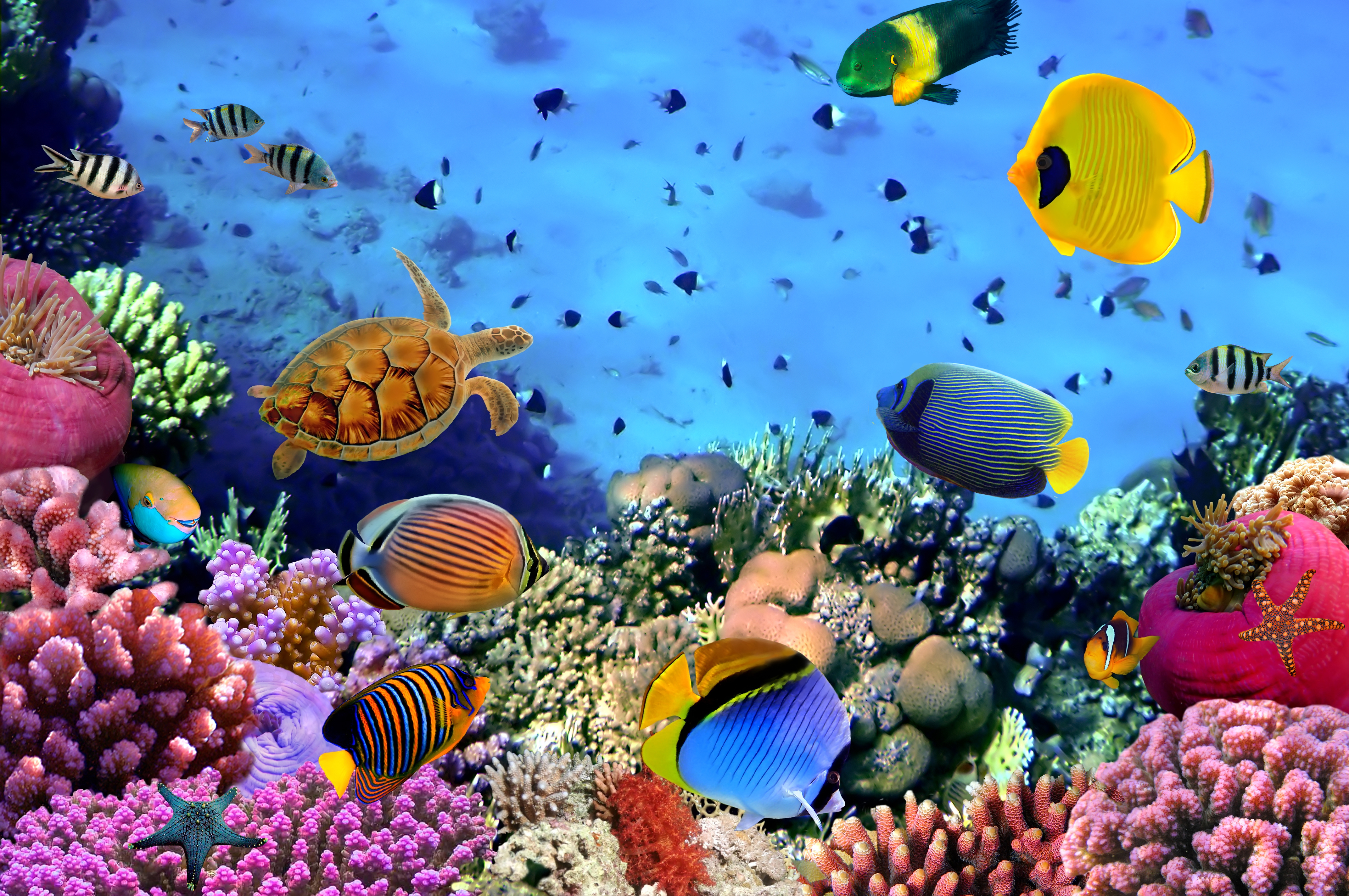 Why Are Reef Fish Colorful