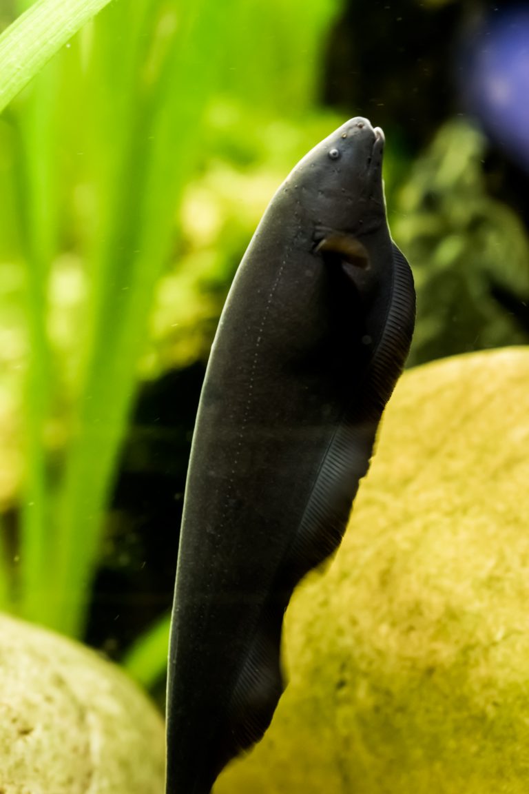 Black Ghost Knifefish: Smooth, Suave, and Sneaky - Seatech Aquariums
