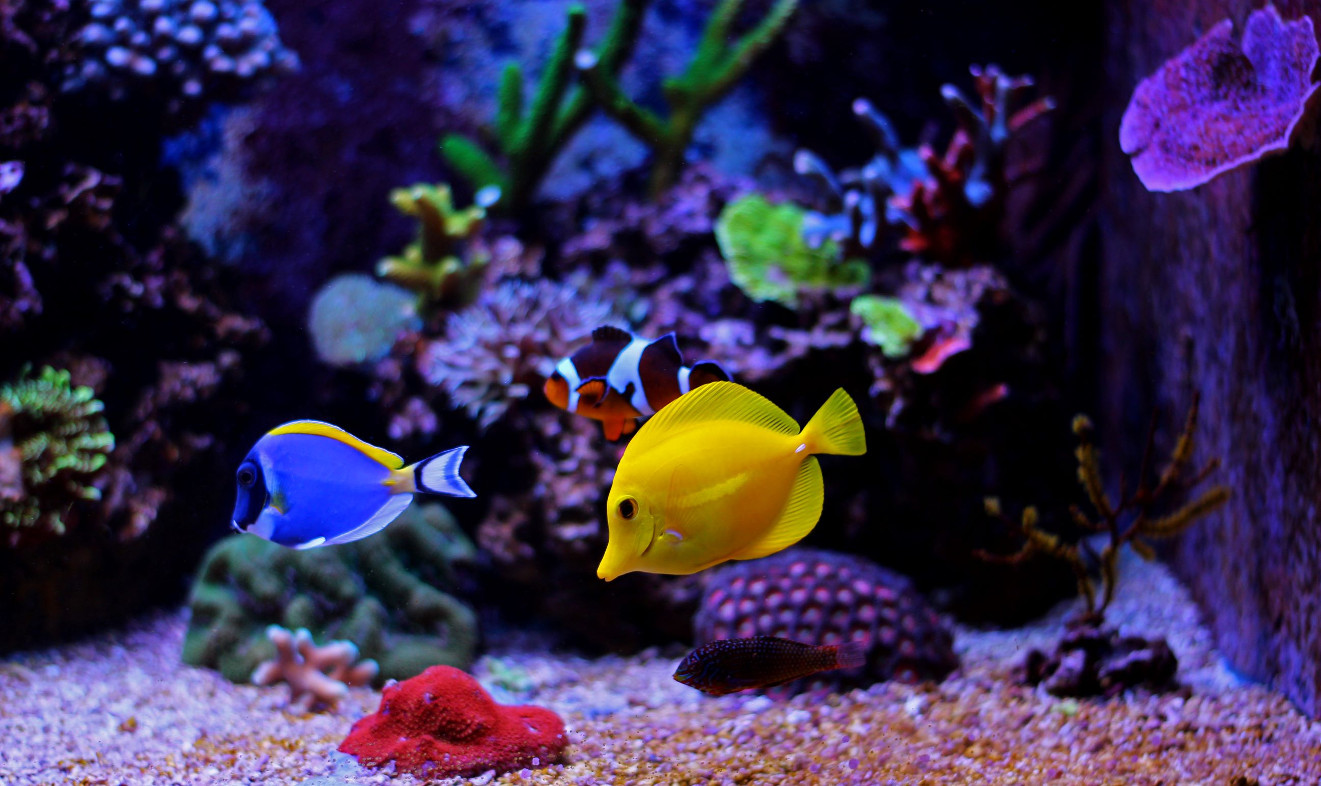 tropical-fish-what-defines-them-and-which-breeds-are-popular-for