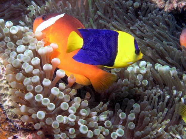 The best types of fish food to select depend on the types of fish you have. Angelfish, shown here, are mainly carnivores.